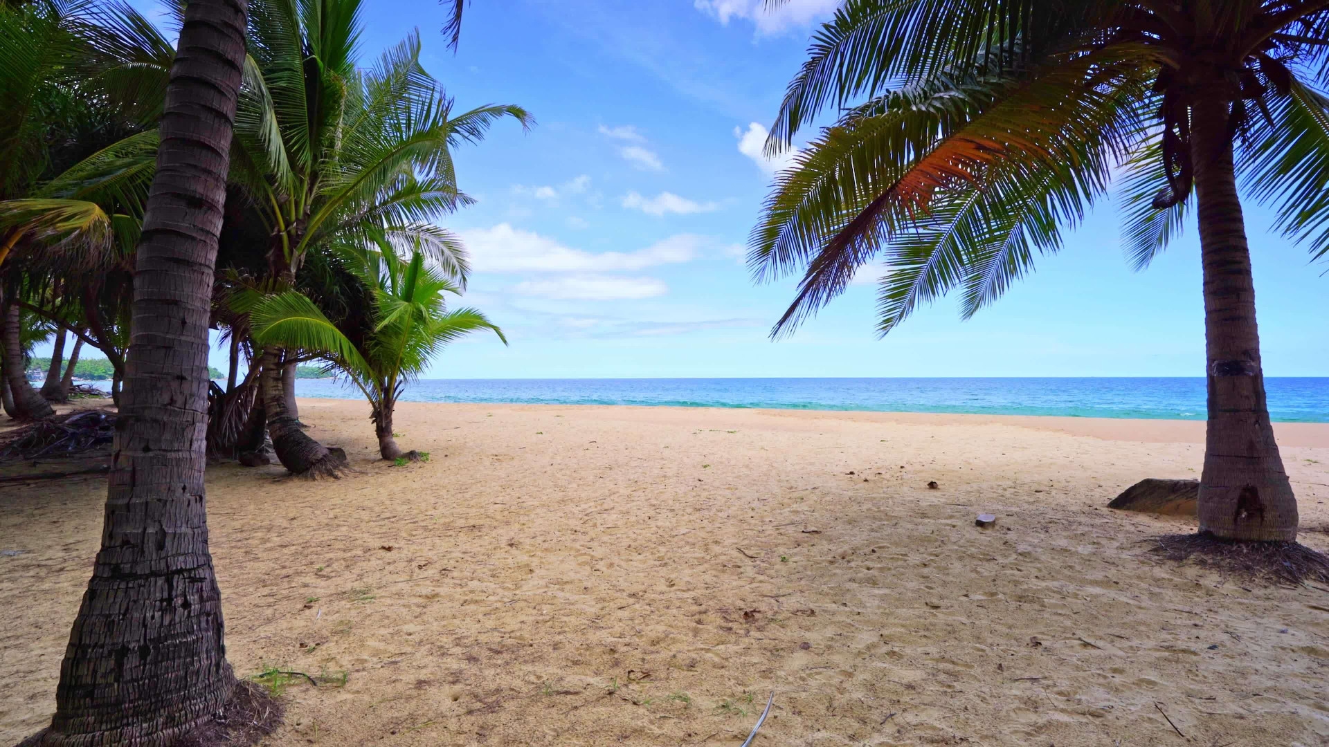 beach summer vacations concept background nature frame of coconut palm trees on the beach sand beautiful sea beach landscape background video Click and Play - Agência de Vídeo Digital - Produtora Audiovisual